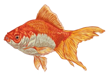 Image of goldfish to illustrate the attention span myth