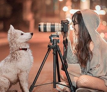 Dog looking into a camera to illustrate a concept related to focused attention