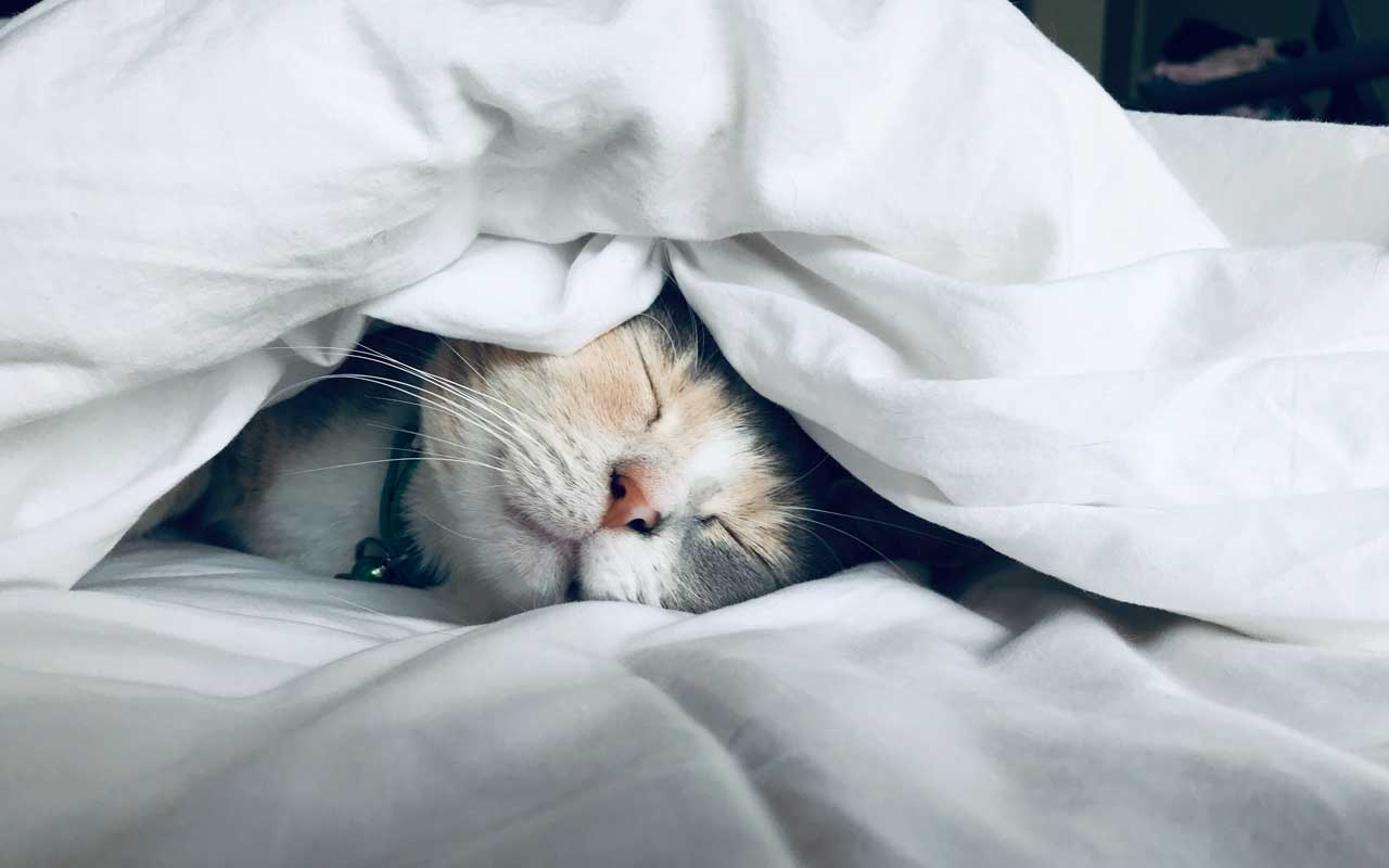 sleep and intelligence