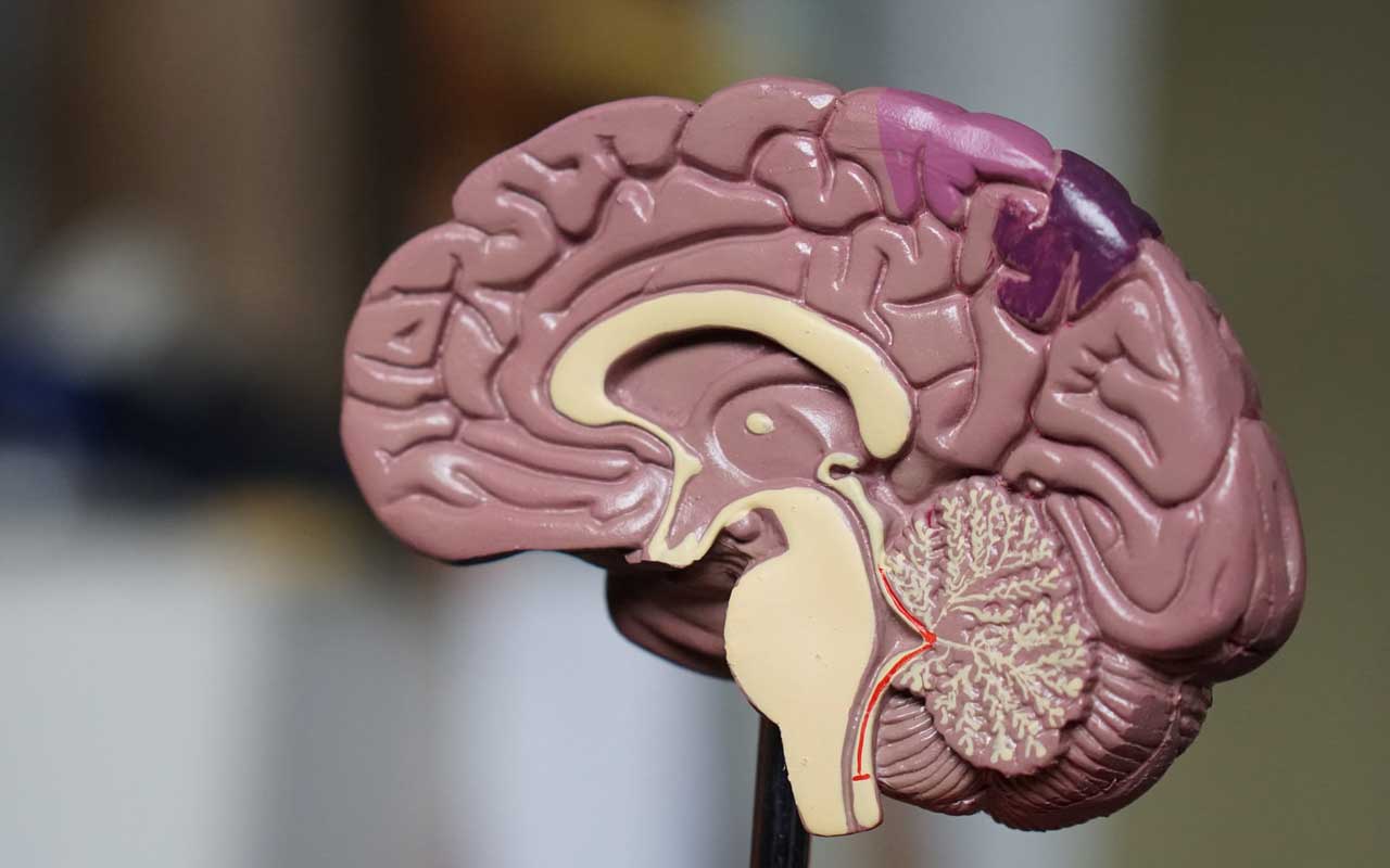 A model of a brain. Alzheimer's disease and other memory disorders negatively affect the brain.