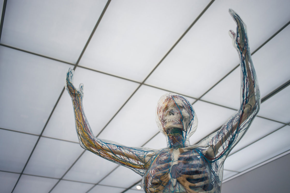 A clear (see-through) model of the human body shows the blood vessels and nerves that travel through the body.