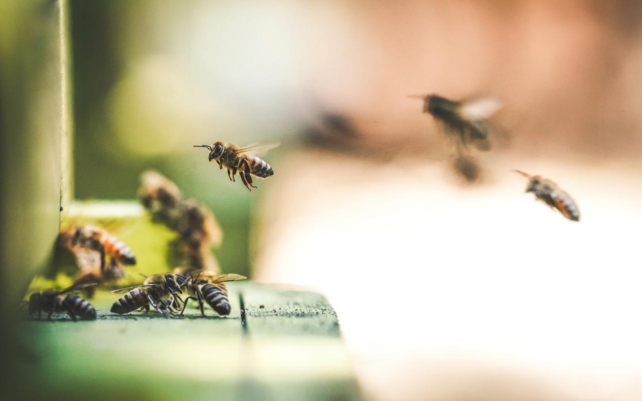 Bees fly toward the entrance to their hive. You can use specific bees to help you create a memorable number-rhyme system.