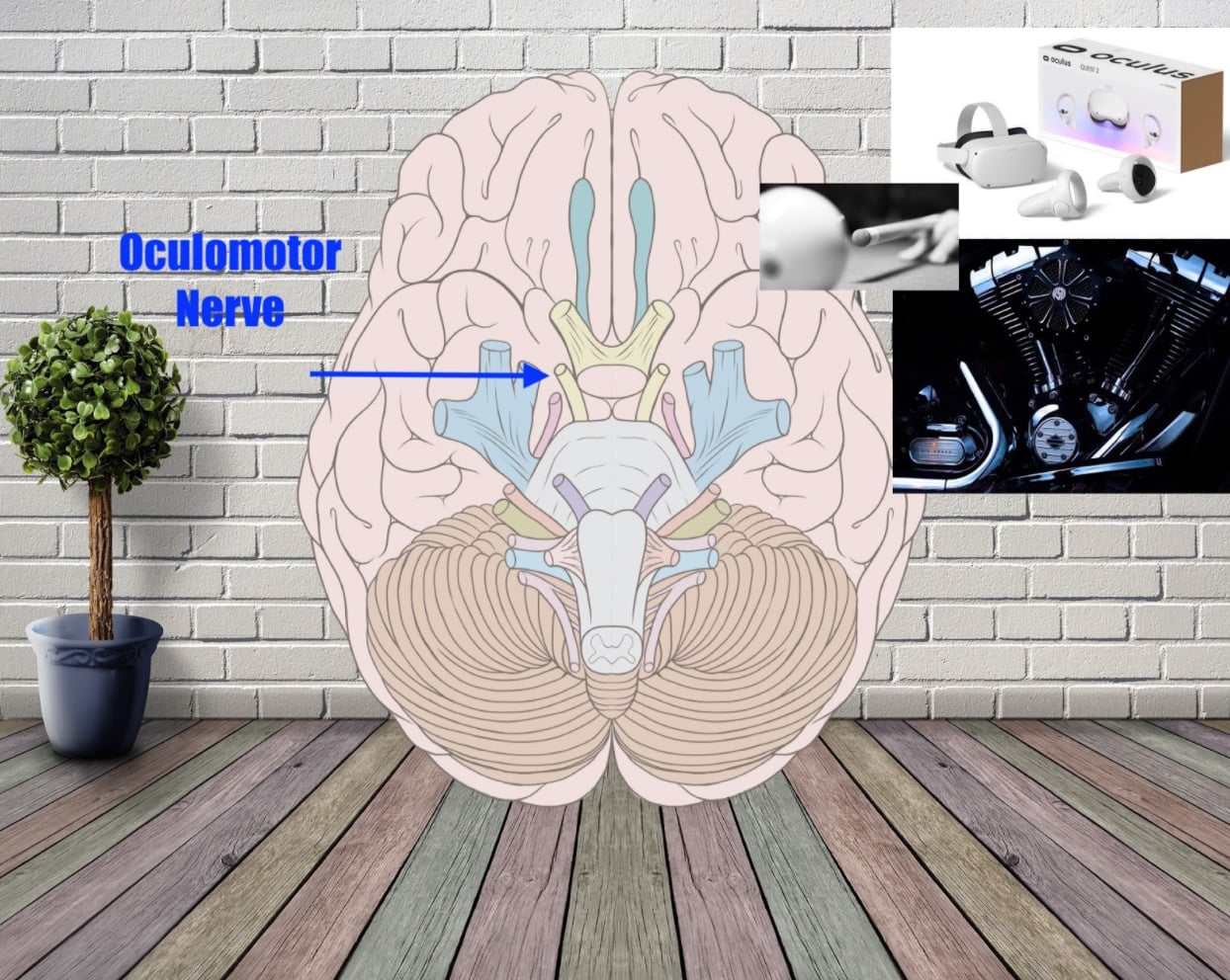 oculomotor nerve example