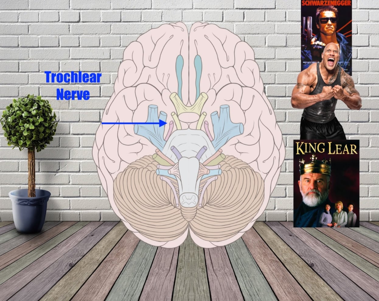 trochlear nerve mnemonic example