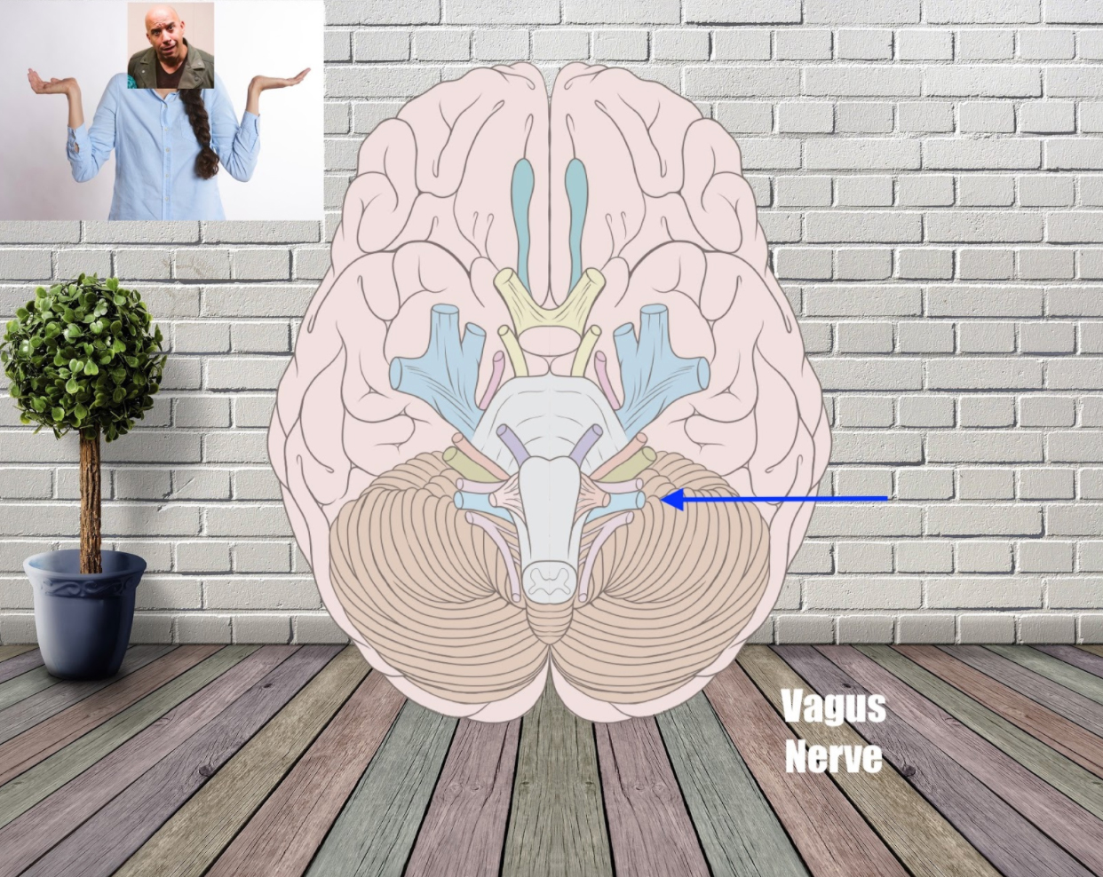 vagus nerve mnemonic example