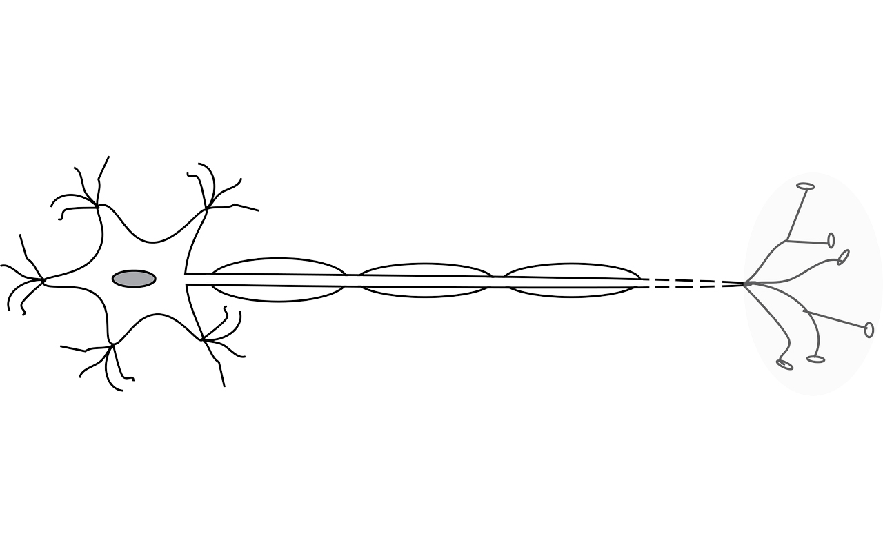 nervous system