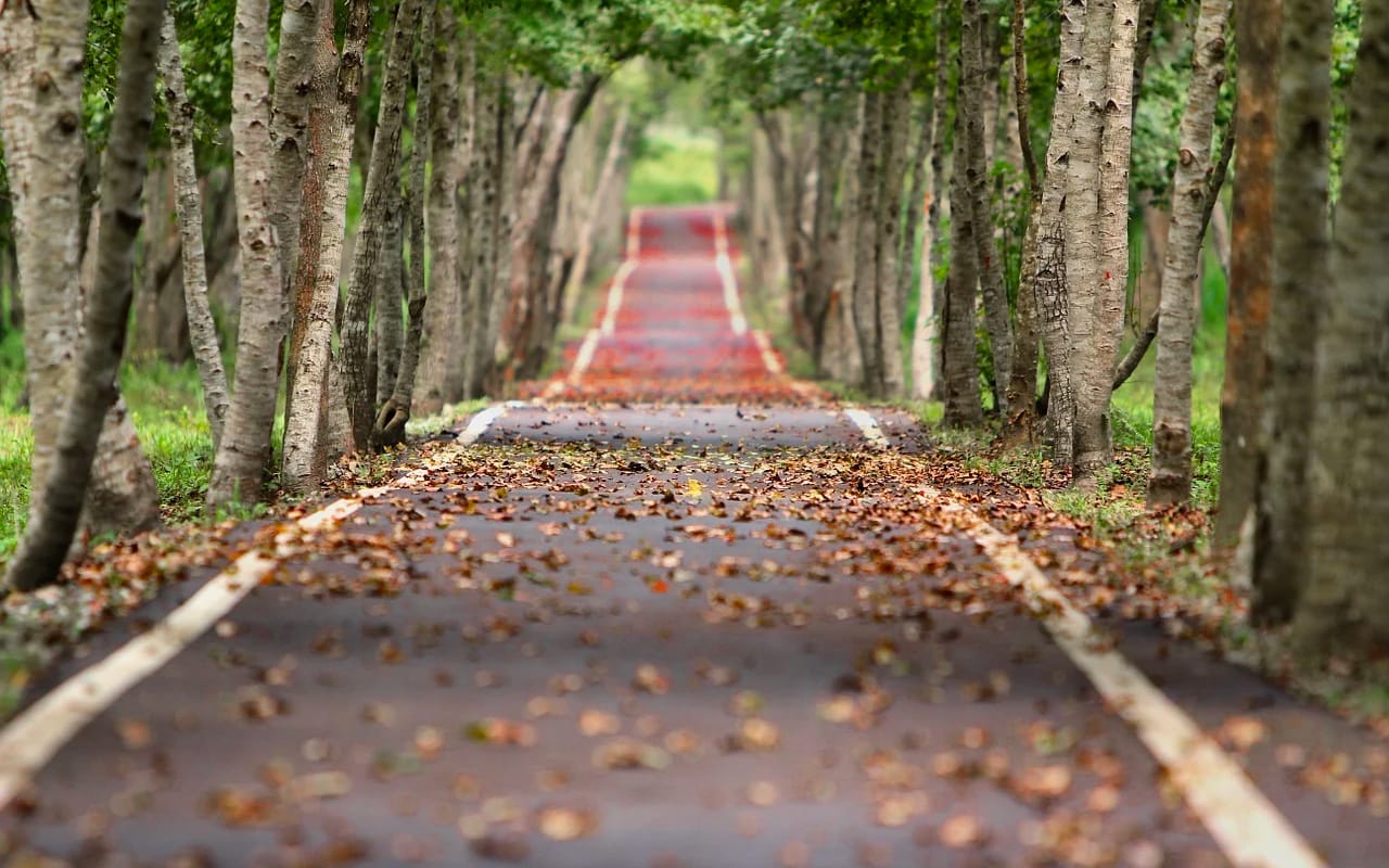 a path in a forest