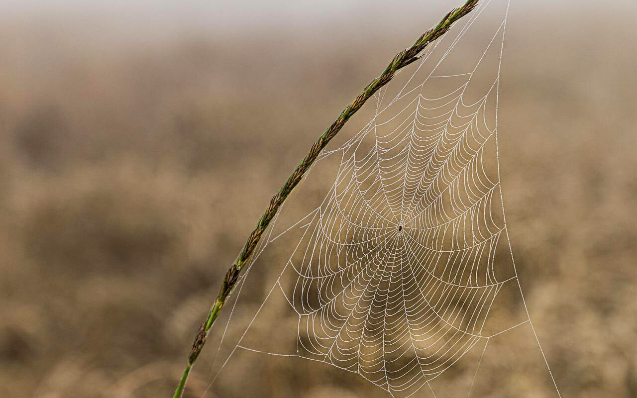 spiderwebs