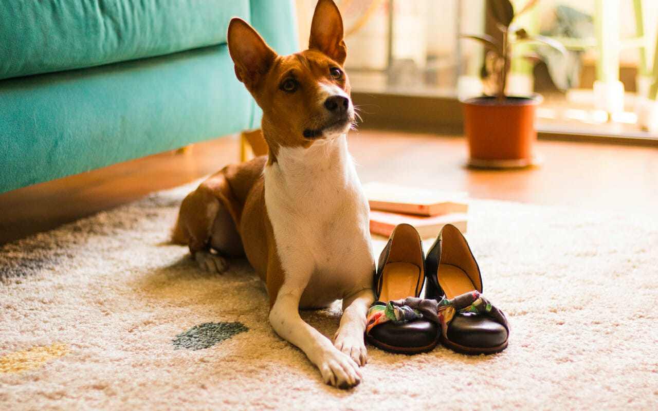 a dog on the rug